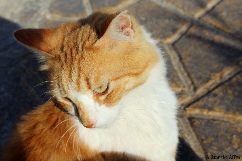 Cute, cat, malta, travel