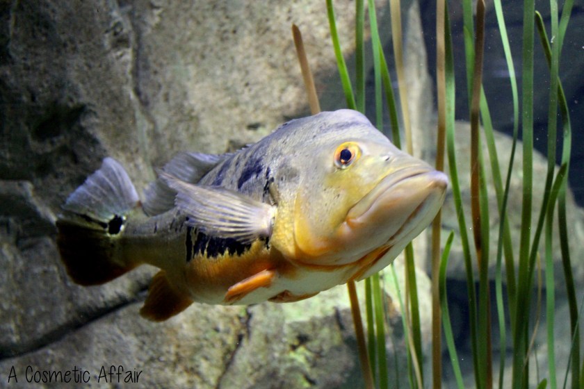 ACA Malta Aquarium 11