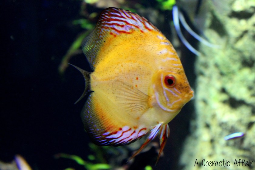 ACA Malta Aquarium 12