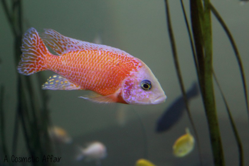 ACA Malta Aquarium 13