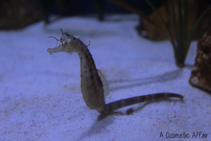 ACA Malta Aquarium 2