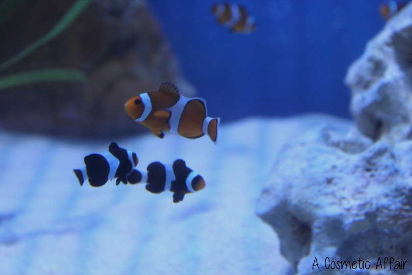 ACA Malta Aquarium 3