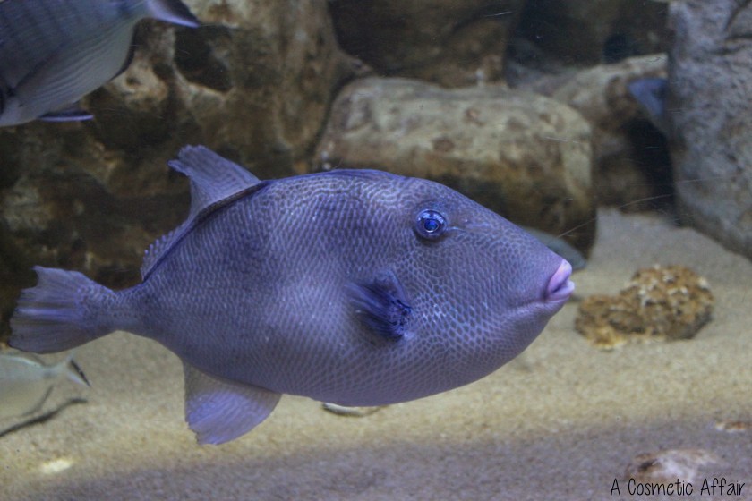 ACA Malta Aquarium 4