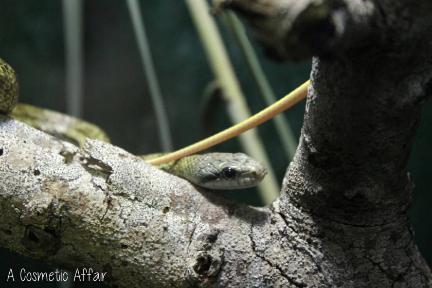 ACA Malta Aquarium 5