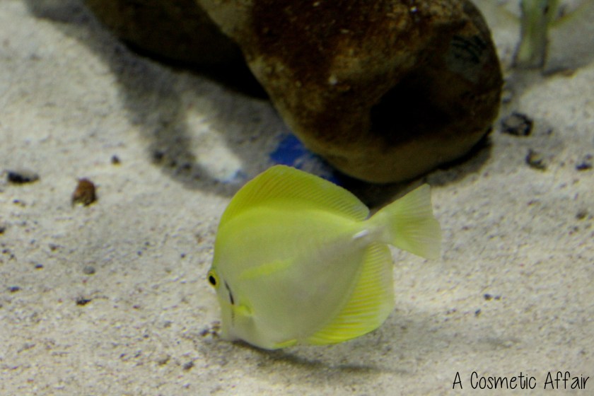 ACA Malta Aquarium 8