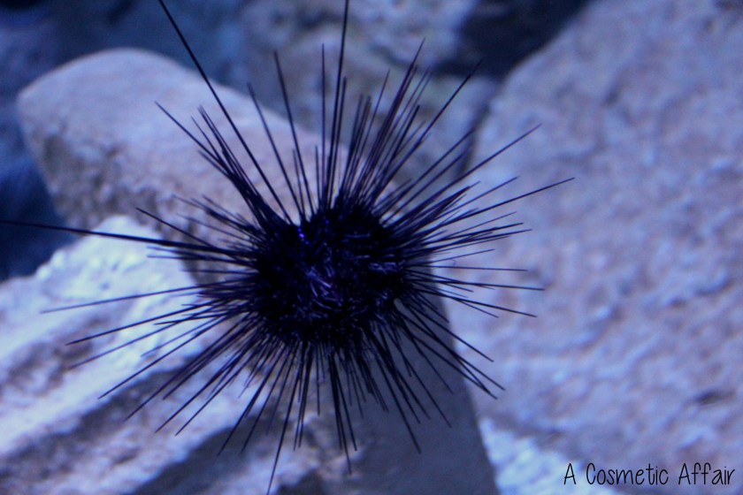 ACA Malta Aquarium 9